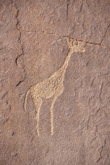 Rock engraving of a giraffe, depictions of animals on a rock slab, rock carvings, rock engravings, Twyfelfontein, Kunene, Namibia