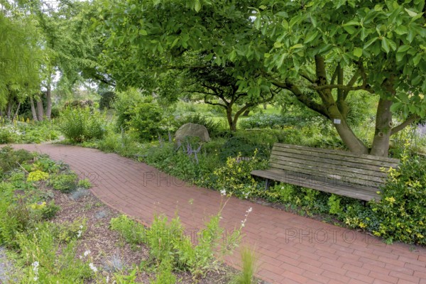 Path between perennial beds, garden bench under magnolia tree, district educational garden, Burgsteinfurt, Steinfurt, Münsterland, North Rhine-Westphalia, Germany
