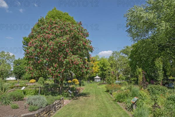 Aesculus pavia (Aesculus pavia), district educational garden, Burgsteinfurt, Münsterland, North Rhine-Westphalia, Germany
