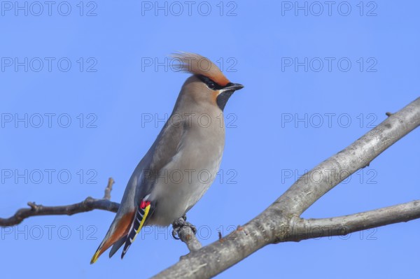 Waxwing (Bombycilla garrulus) sitting on a branch, wildlife, nature photography, migratory bird, winter visitor, invader, Wolfskehlen, Groß Gerau, Hesse, Germany
