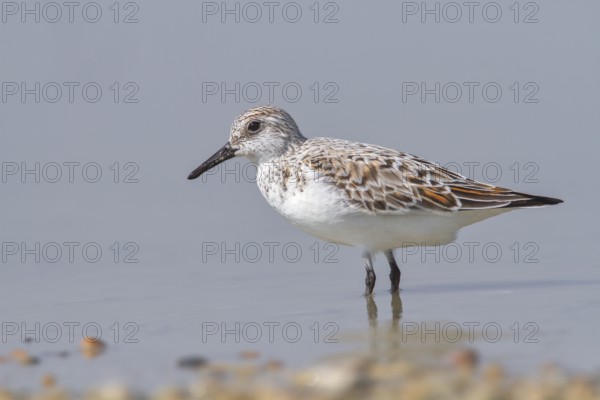 Sanderling (Calidris alba), standing in shallow water, wildlife, nature photography, wading bird, migratory bird, Apetlon, Lake Neusiedl, Burgenland, Austria
