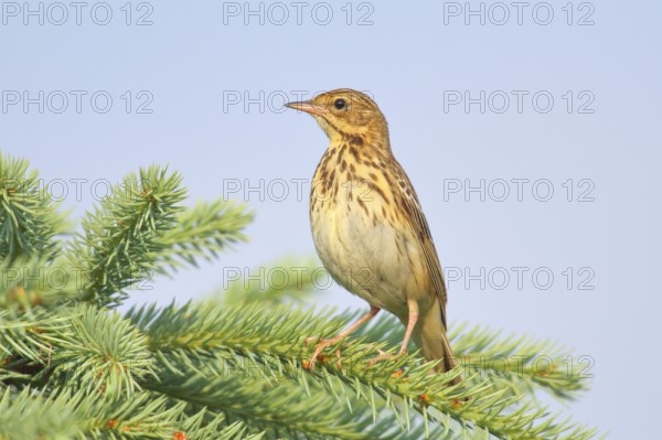 Tree Pipit (Anthus trivialis) adult, sitting on a spruce, Wildlife, Animals, Birds, Migratory bird, Siegerland, North Rhine-Westphalia, Germany