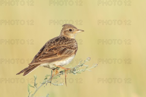 Skylark (Alauda arvensis) sitting in a meadow plant, wildlife, nature photography, migratory bird, Apetlon, Lake Neusiedl, Burgenland, Austria