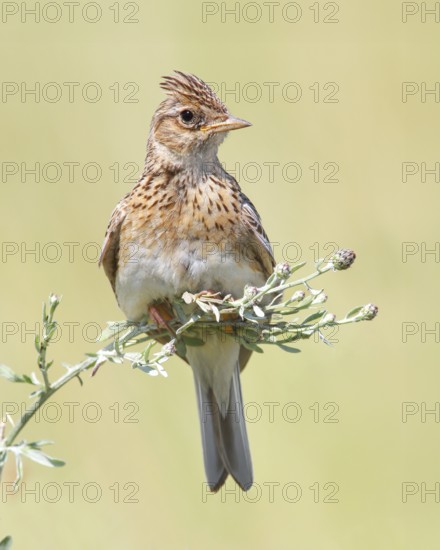 Skylark (Alauda arvensis) sitting in a meadow plant, wildlife, nature photography, migratory bird, Apetlon, Lake Neusiedl, Burgenland, Austria