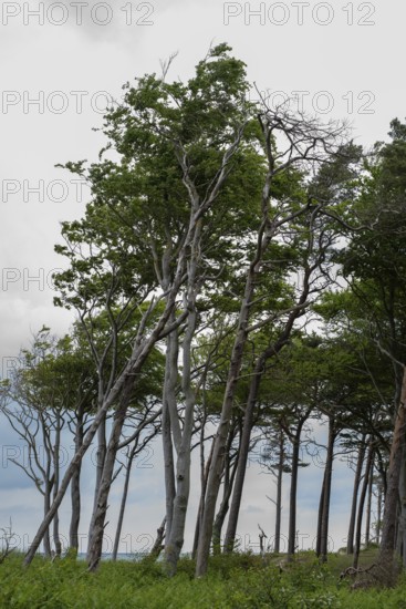 Wind-sculpted trees by the Baltic Sea, Prerow, Mecklenburg-Western Pomerania, Germany