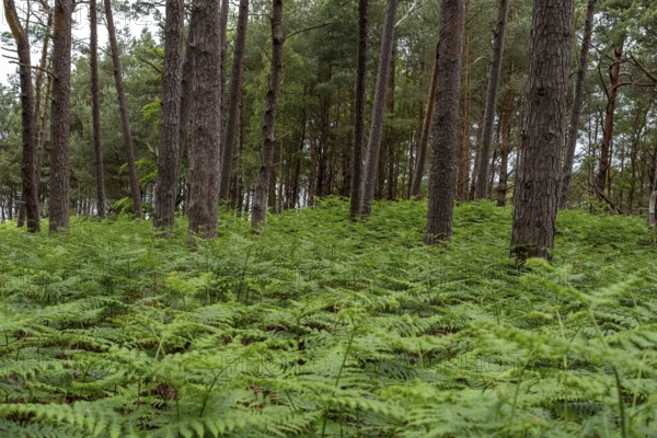Straight pine forest with dense fern growth, Prerow, Mecklenburg-Western Pomerania, Germany