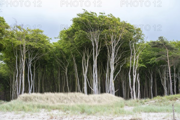 Wind-sculpted trees by the Baltic Sea, Prerow, Mecklenburg-Western Pomerania, Germany