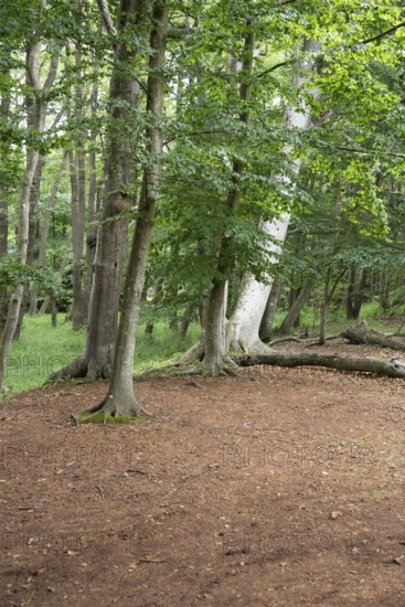 Beech trees in the Darß Forest near Prerow, Mecklenburg-Western Pomerania, Germany