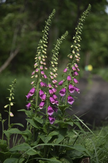 Flowering foxglove in the Darß Forest near Prerow, Mecklenburg-Western Pomerania, Germany
