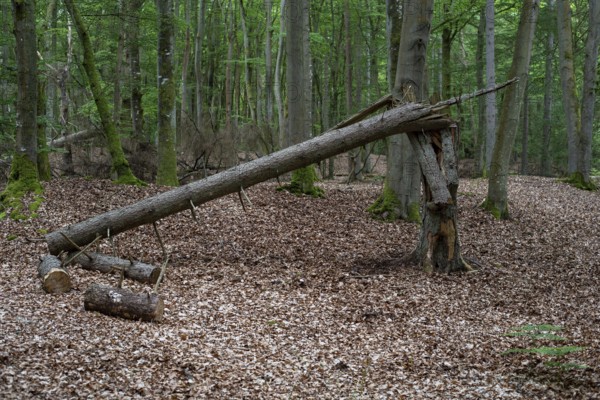 Deadwood in the wild beech forest of the Darß Forest, Prerow, Mecklenburg-Western Pomerania, Germany