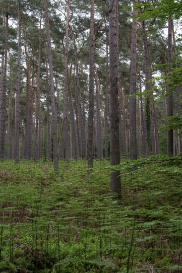 Straight pine forest with dense fern growth, Prerow, Mecklenburg-Western Pomerania, Germany