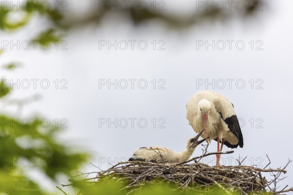 White stork (Ciconia ciconia) in the eyrie, young bird begging for food, birds, Affenberg Salem, Linzgau, Baden-Württemberg, Germany
