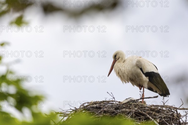 White stork (Ciconia ciconia) tending the eyrie, birds, Affenberg Salem, Linzgau, Baden-Württemberg, Germany