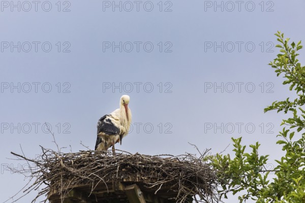 White stork (Ciconia ciconia) sitting in nest, birds, Affenberg Salem, Linzgau, Baden-Württemberg, Germany