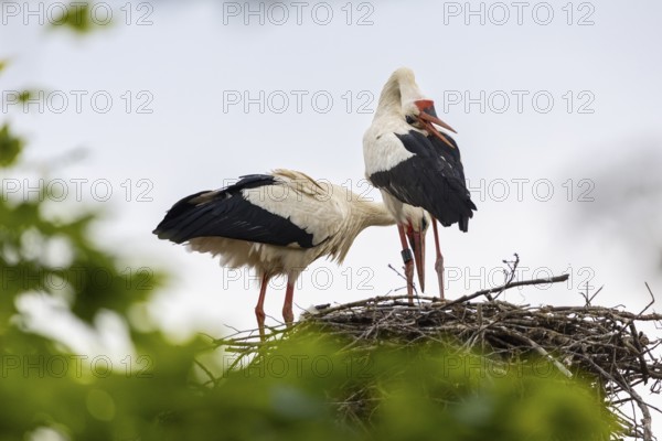 White stork (Ciconia ciconia) chattering, pair sitting in eyrie, birds, Affenberg Salem, Linzgau, Baden-Württemberg, Germany