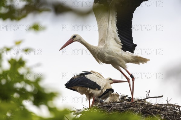 White stork (Ciconia ciconia) flies from the nest, pair with young birds in the nest, birds, Affenberg Salem, Linzgau, Baden-Württemberg, Germany