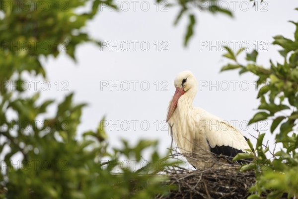 White stork (Ciconia ciconia) on the nest, birds, Affenberg Salem, Linzgau, Baden-Württemberg, Germany