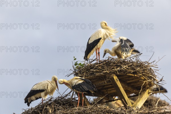 Group of white storks (Ciconia ciconia) on their nests, birds, Affenberg Salem, Linzgau, Baden-Württemberg, Germany