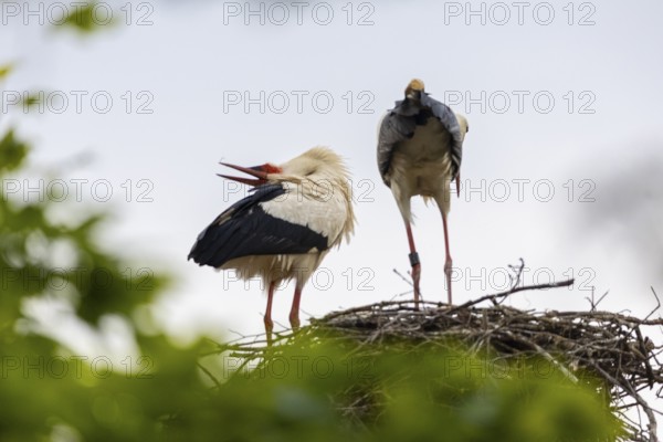 White stork (Ciconia ciconia) chattering, pair sitting in nest, birds, Affenberg Salem, Linzgau, Baden-Württemberg, Germany