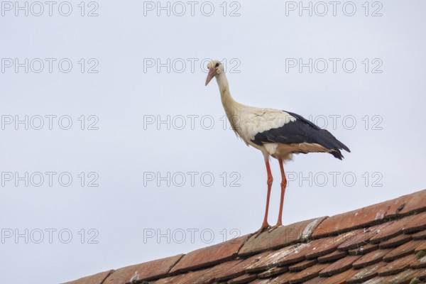 White stork (Ciconia ciconia) on roof rails, birds, Affenberg Salem, Linzgau, Baden-Württemberg, Germany