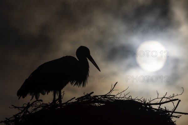 White stork (Ciconia ciconia) backlit on the nest, birds, sun, silhouette, Affenberg Salem, Linzgau, Baden-Württemberg, Germany