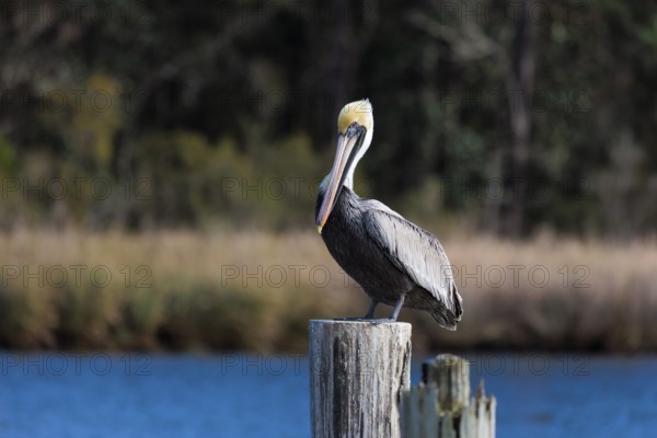 Brown pelican (Pelecanus occidentalis) perched on a wood piling in Alabama, USA