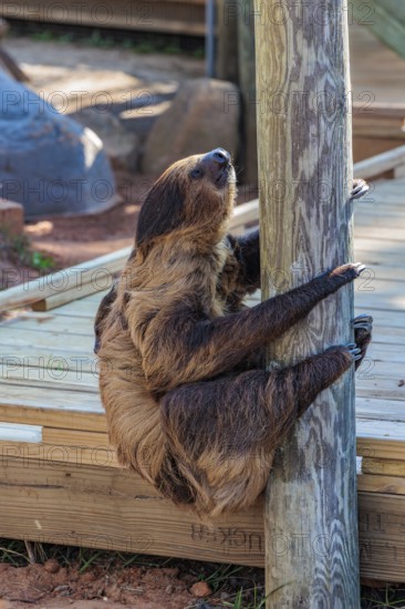 Two-toed sloth on a wooden pole at the Alabama Gulf Coast Zoo in Gulf Shores, Alabama, USA