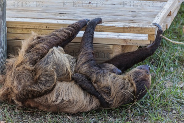 Two two-toed sloths playing at the Alabama Gulf Coast Zoo in Gulf Shores, Alabama, USA