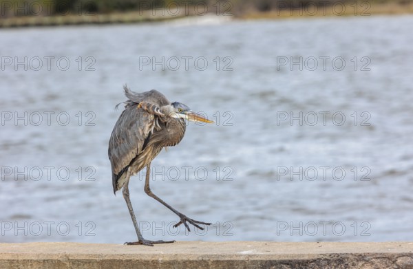 Great blue heron perched on a sea wall in Florida, USA
