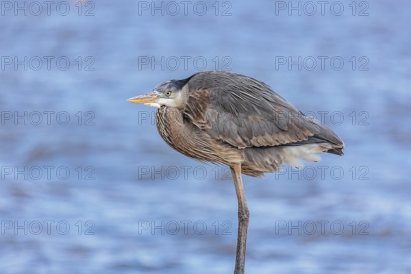 Close up of a great blue heron perched on a sea wall in Florida, USA