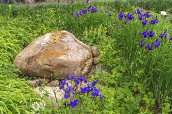 Church and Bible garden of St Crucis Church, Bad Sooden, Allendorf, Allendorf district, symbol for paradise garden with biblical flora, flowing water over stone, water source, Bible, John 4-13, Jacob's ladder (Polemonium caeruleum), Genesis, 28-12, Werra-Meissner district, Hesse, Germany