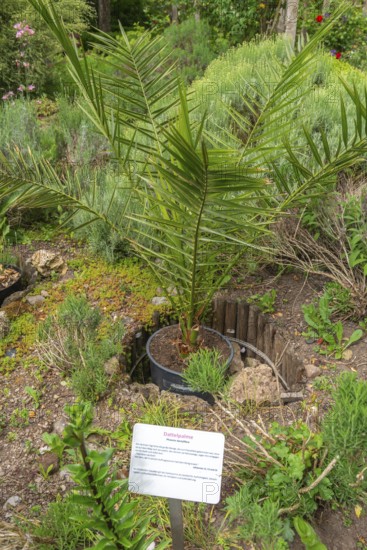 Church and Bible garden of St Crucis Church, Bad Sooden, Allendorf, Allendorf district, symbol of paradise garden with biblical flora, date palm (Phoenix dactylifera) Bible, John 12, Werra-Meissner district, Hesse, Germany
