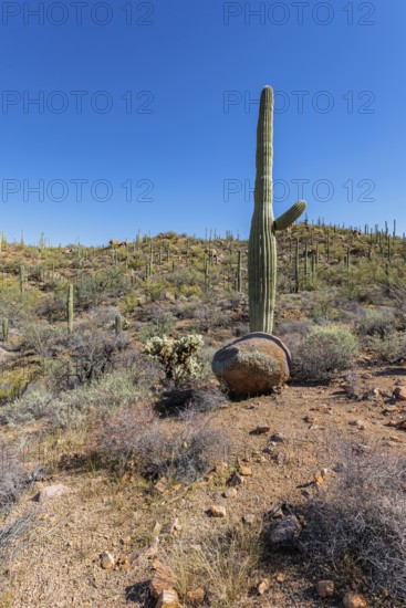 Saguaro and cholla cacti along a trail at the Organ Pipe Cactus National Monument in southern Arizona, USA