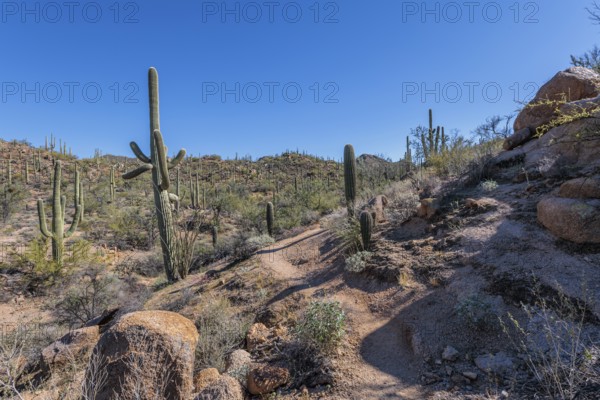 Hiking trail winding between saguaro cacti at the Organ Pipe Cactus National Monument in southern Arizona, USA