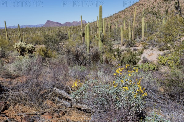Desert wildflowers and various types of cacti along a trail at the Organ Pipe Cactus National Monument in southern Arizona, USA
