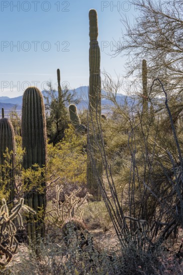 Evening light on saguaro cacti at the Organ Pipe Cactus National Monument in southern Arizona, USA