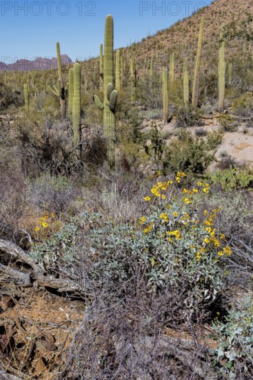Desert wildflowers and various types of cacti along a trail at the Organ Pipe Cactus National Monument in southern Arizona, USA