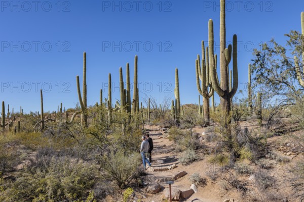 Park guests on the Valley View hiking trail at the Organ Pipe Cactus National Monument in southern Arizona, USA