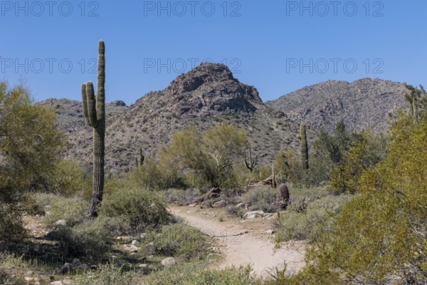 Hiking trail through the desert vegetation at the White Tank Mountain Regional Park in Phoenix, Arizona, USA