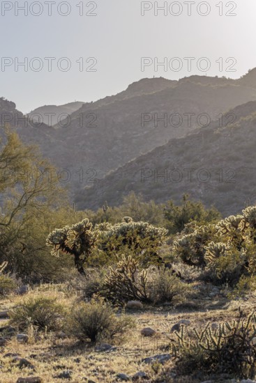 Saguaro (Carnegiea gigantea) cacti backlit by the evening sun at the White Tank Mountain Regional Park in Phoenix, Arizona, USA