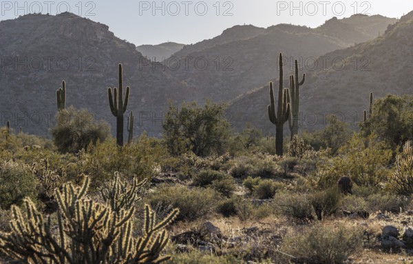Saguaro (Carnegiea gigantea) cacti backlit by the evening sun at the White Tank Mountain Regional Park in Phoenix, Arizona, USA