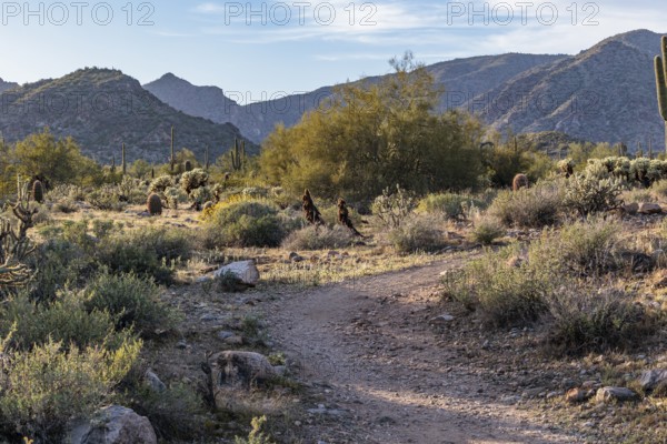 Hiking trail passes a variety of native cacti at the White Tank Mountain Regional Park in Phoenix, Arizona, USA