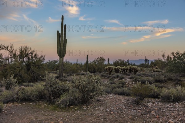 Silhouette of saguaro (Carnegiea gigantea) cacti on the evening sky at the White Tank Mountain Regional Park in Phoenix, Arizona, USA
