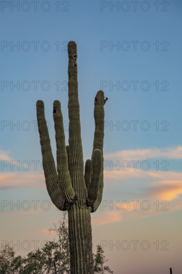 Silhouette of saguaro (Carnegiea gigantea) cacti on the evening sky at the White Tank Mountain Regional Park in Phoenix, Arizona, USA