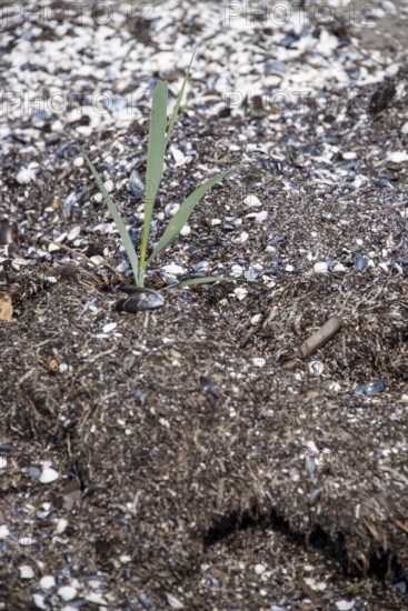 Close-up of a solitary plant in sandy soil, surrounded by mussel shells, Prerow, Mecklenburg-Vorpommern, Germany