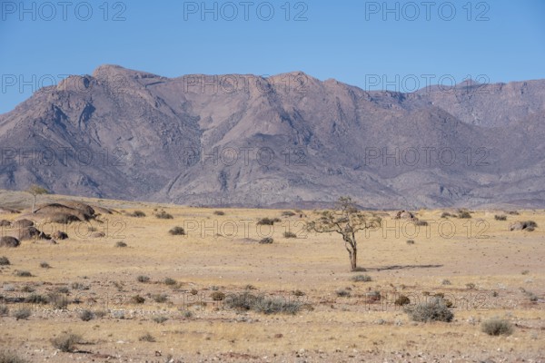Dry landscape in front of the Brandberg, Damaraland, Namibia