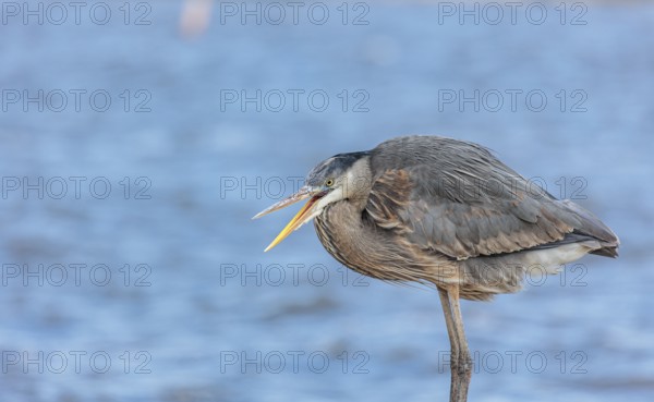 Close up of a great blue heron perched on a sea wall in Florida, USA