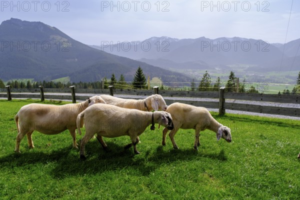 Sheep on the Schwarzenbergalm, Schwarzenberg near Hundham, Leitzachtal, Upper Bavaria, Bavaria, Germany