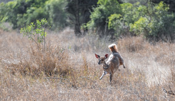 Bushbuck (Tragelaphus scriptus) jumping, flight behaviour, Kruger National Park, South Africa