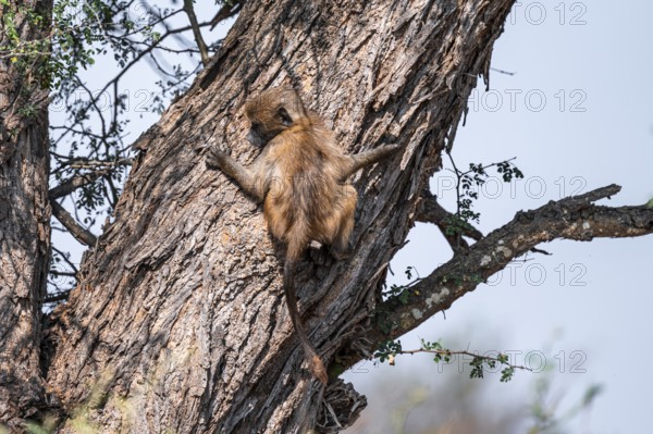 Bear baboon (Papio ursinus), young climbing on a tree trunk, Kruger National Park, South Africa